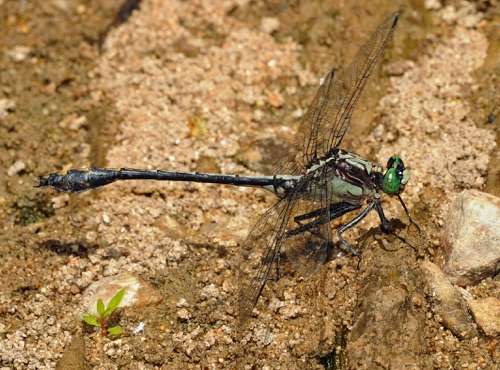 Male
2009_07_03_Floyd